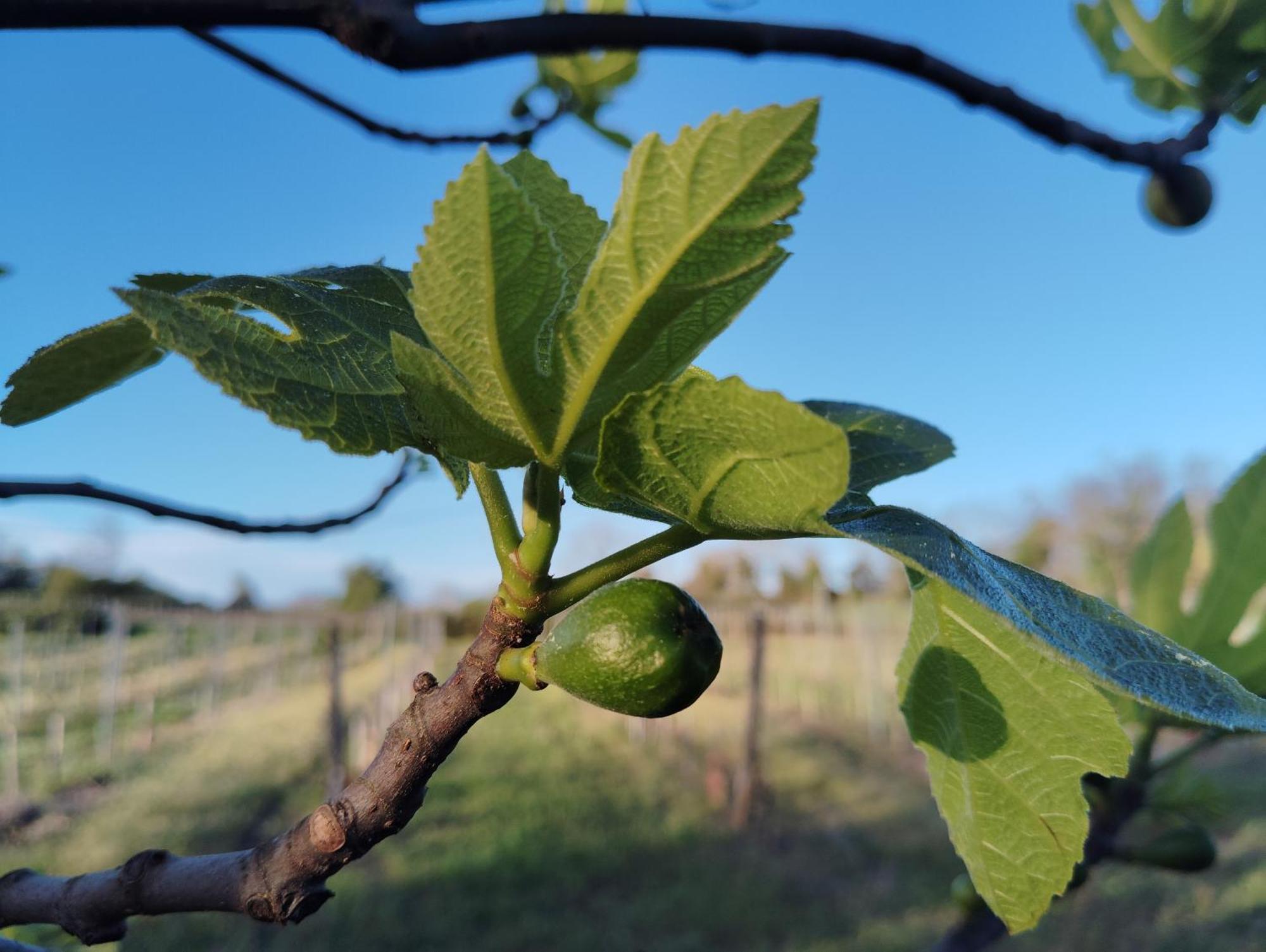 Gite L'Edenwine Doulezon Exterior foto